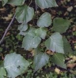 Betula platyphylla