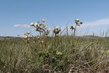 Potentilla rupestris. Цветущие растения. Крым, яйла близ вершины Ай-Петри. 27.05.2021.