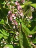 Fallopia convolvulus. Цветки, бутоны, часть листа. Магаданская обл., Ольский р-н, окр. пгт Ола, заросшее Galeopsis bifida и Amsinckia micrantha заброшенное поле. 03.08.2021.