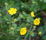 Potentilla gelida подвид boreo-asiatica. Верхушка цветущего растения. Алтай, плоскогорье Укок, Джумалинские ключи (выс. около 2400 м н.у.м.). 22.07.2010.