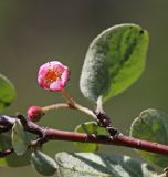 Cotoneaster melanocarpus