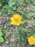 Trollius dschungaricus