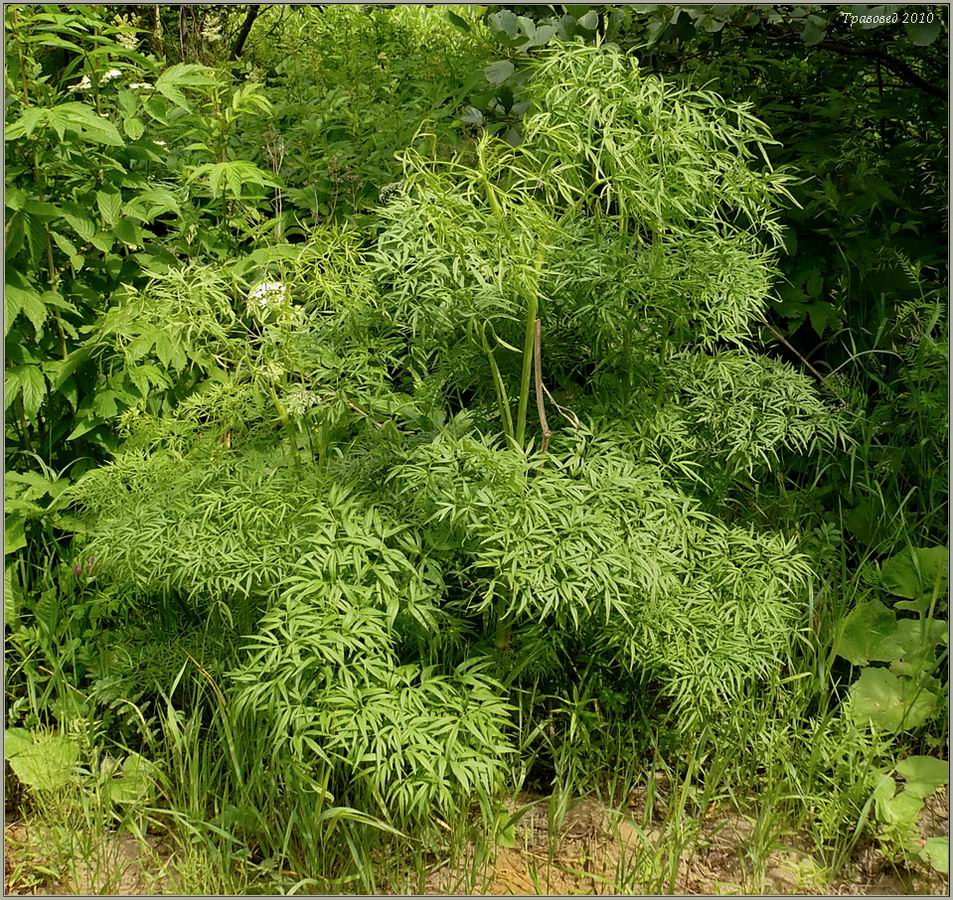 Изображение особи Cenolophium fischeri.