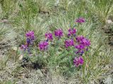 Oxytropis floribunda