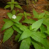 Stellaria bungeana