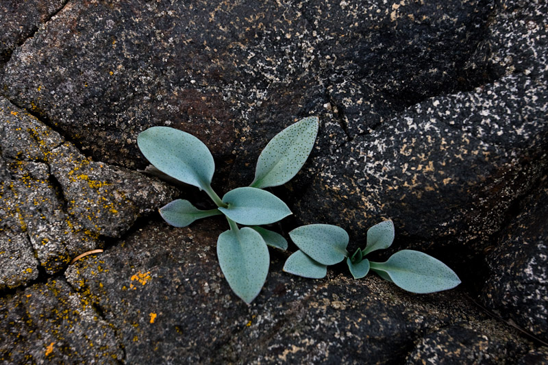 Изображение особи Mertensia maritima.