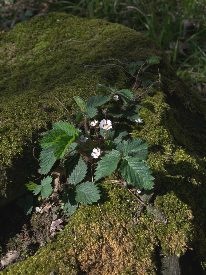 Image of Potentilla micrantha specimen.