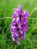 Dactylorhiza majalis. Соцветие. Украина, Ивано-Франковская обл., Надворнянский р-н, юго-западнее с. Быстрица, пер. Легионов, сырой луг. 21 июня 2011 г.