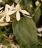 Clematis armandii