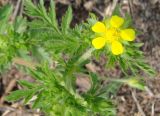 Potentilla supina подвид paradoxa. Верхушка побега с цветком. Якутия, окр. г. Якутска с юга. 11.06.2012.