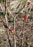 Paeonia suffruticosa