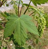 Acer pseudoplatanus