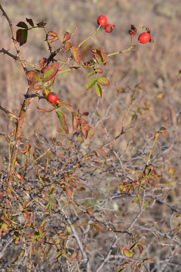 Image of Rosa lupulina specimen.