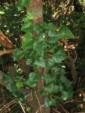 Hedera canariensis. Вегетирующее растение на стволе дерева. Испания, Канарские острова. Тенерифе, горный массив Анага, на поляне в вересково-мирикового лесу. 7 марта 2008 г.