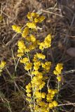 Galium verum. Веточка с соцветиями. Южный Казахстан, южное обрамление перевала Чокпак. 23.06.2013.