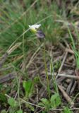 Viola arvensis