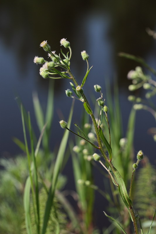 Image of Erigeron acris specimen.