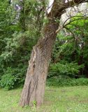 Populus alba