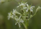 Silene wolgensis