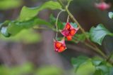 Euonymus latifolius