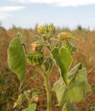 Abutilon theophrasti