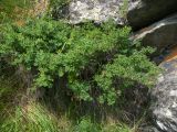 Spiraea hypericifolia