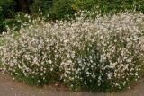 Gaura lindheimeri