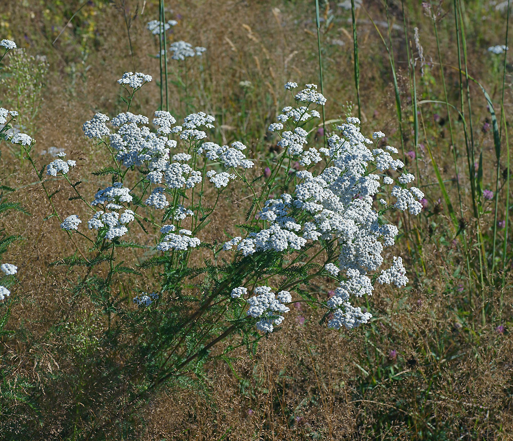 Изображение особи Achillea millefolium.