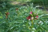 Paeonia anomala