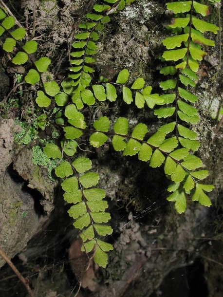 Изображение особи Asplenium trichomanes.