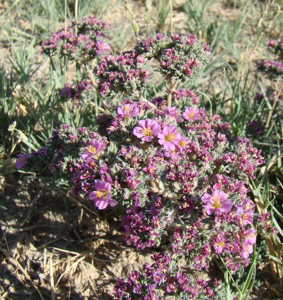 Image of Frankenia hirsuta specimen.