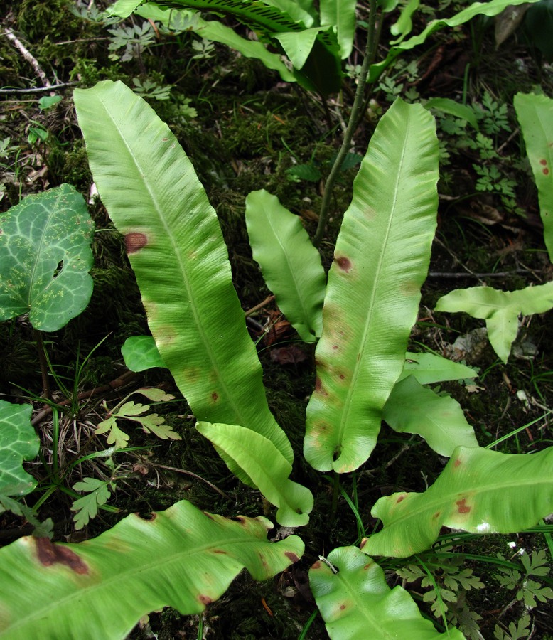 Изображение особи Phyllitis scolopendrium.