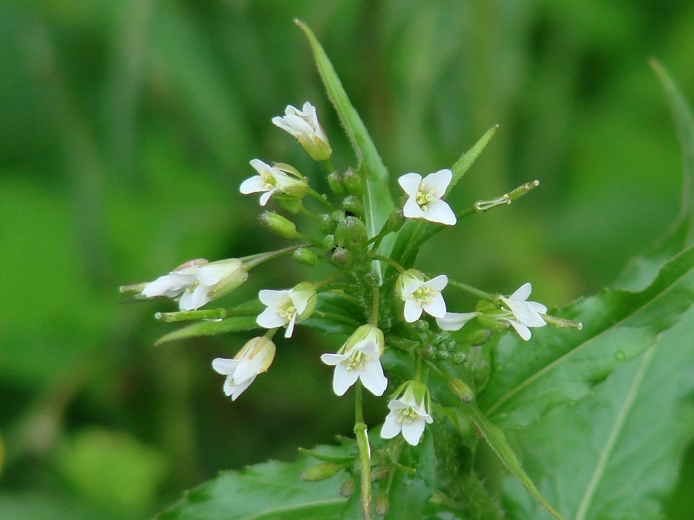 Изображение особи Arabis pendula.