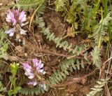 Oxytropis ferganensis