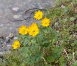 Trollius dschungaricus