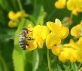 Lotus corniculatus