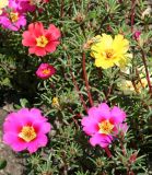 Portulaca grandiflora. Верхушки цветущих растений. Восточный Казахстан, г. Усть-Каменогорск, клумба в парке, в культуре. 18.07.2012.