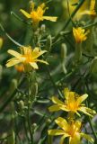 Youngia tenuifolia subspecies altaica