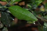 Citrus reticulata