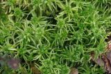 Sphagnum squarrosum