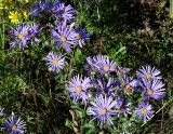 Aster amellus