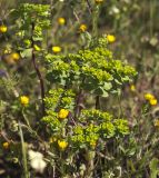 Euphorbia helioscopia. Верхушка цветущего и плодоносящего растения. Греция, Пелопоннес, окр. г. Пиргос, окр. дер. Спьянтза, залежь. 21.03.2015.