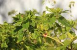 Mirabilis jalapa