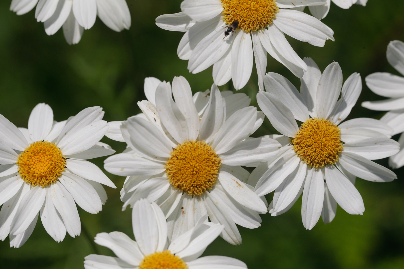 Изображение особи Pyrethrum corymbosum.