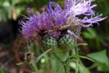 Centaurea abbreviata