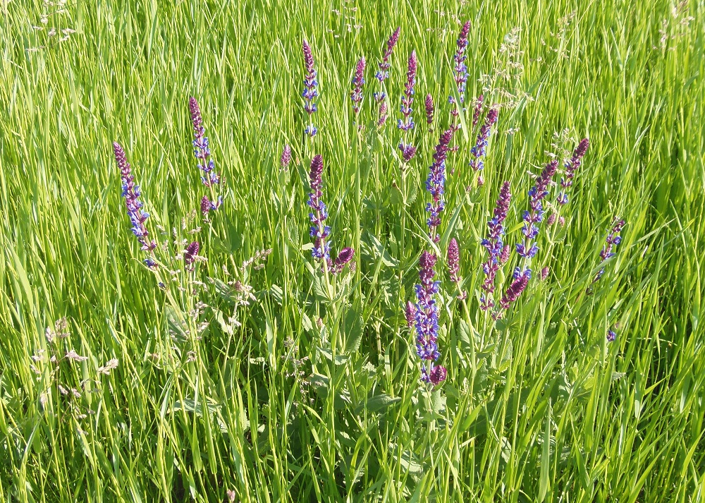 Image of Salvia tesquicola specimen.