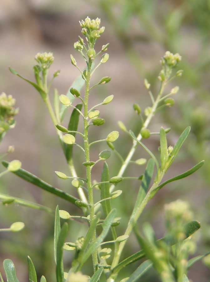 Изображение особи Lepidium ruderale.