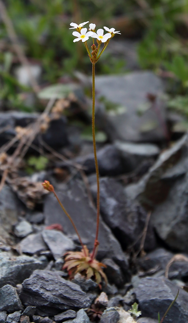 Изображение особи Androsace lactiflora.
