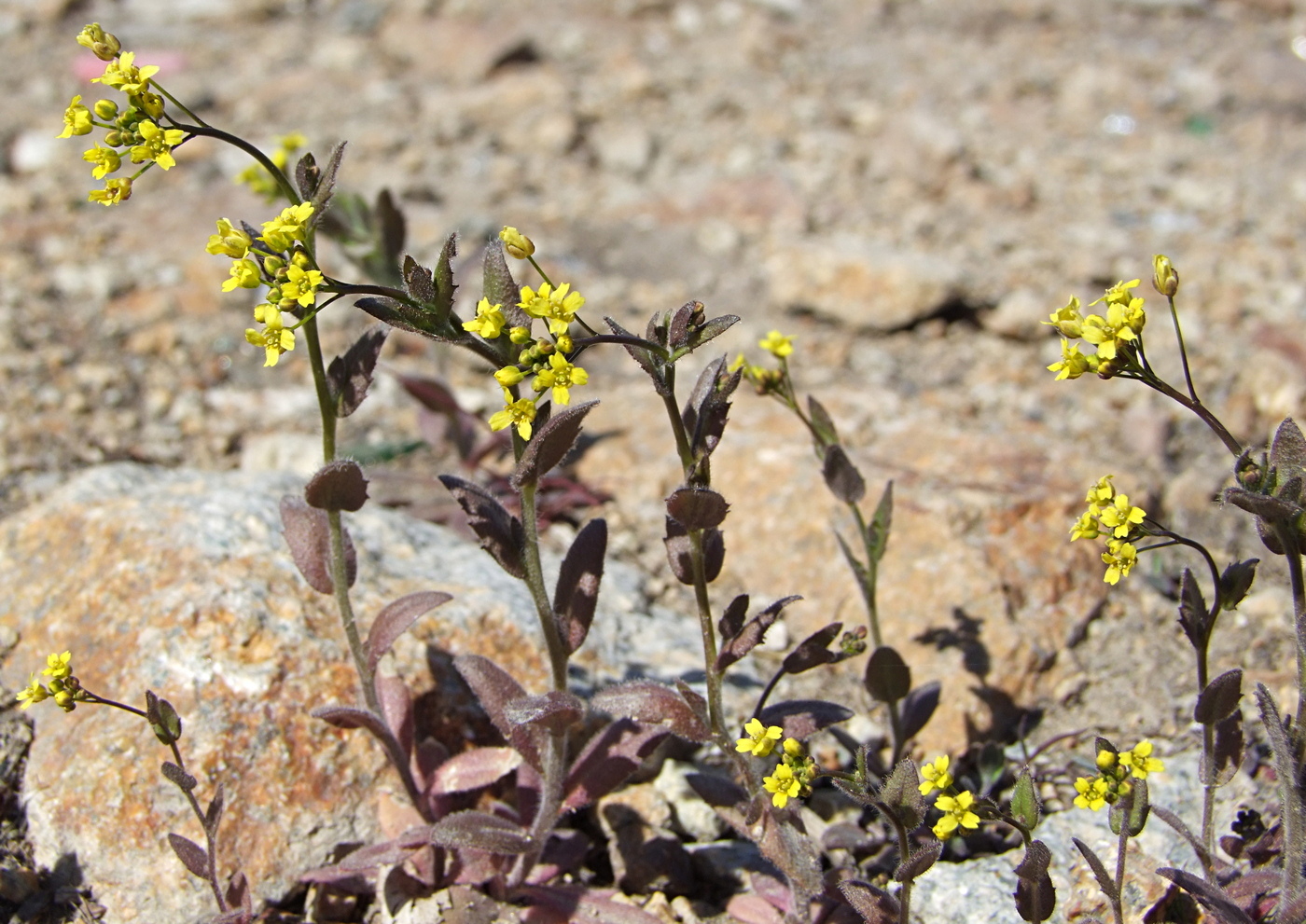 Image of Draba nemorosa specimen.