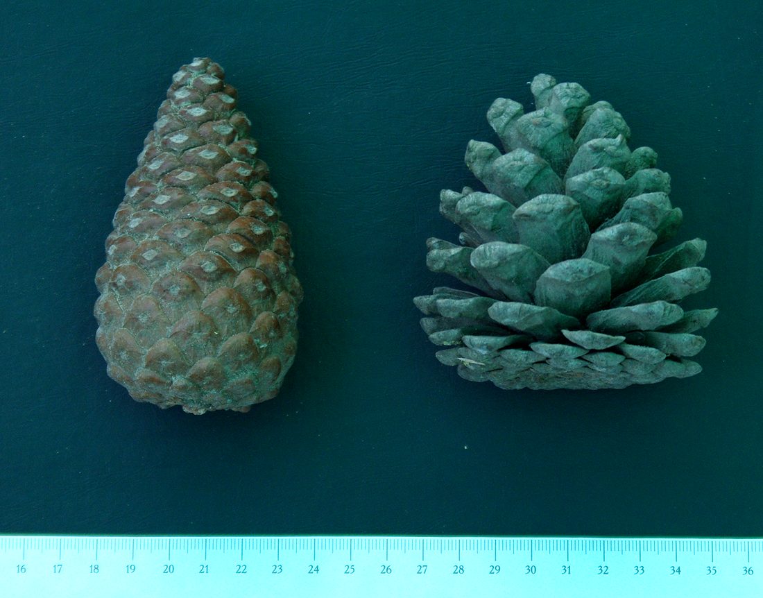 Image of Pinus eldarica specimen.